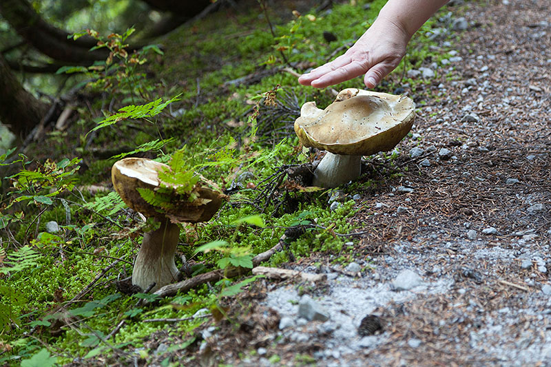 Ganz schön groß, die Schwammerl