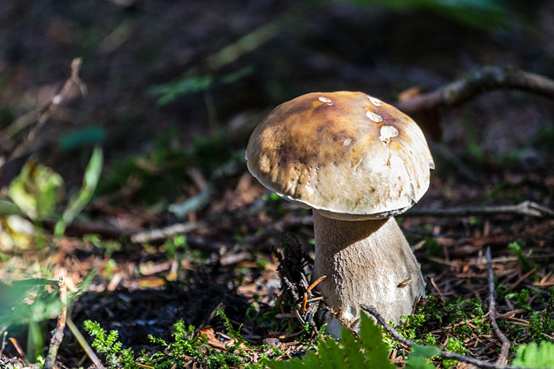 Wieder ein leckerer Pilz