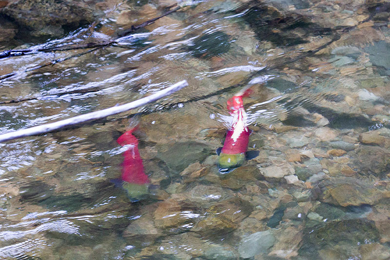 Kokanee Salmon auf dem Weg zu den Laichplätzen