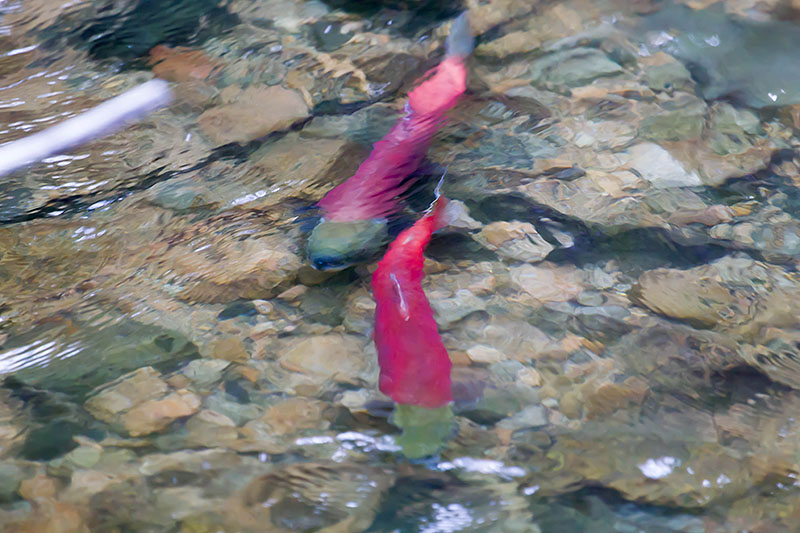... deshalb sind nur noch wenige Tiere im Flüsschen