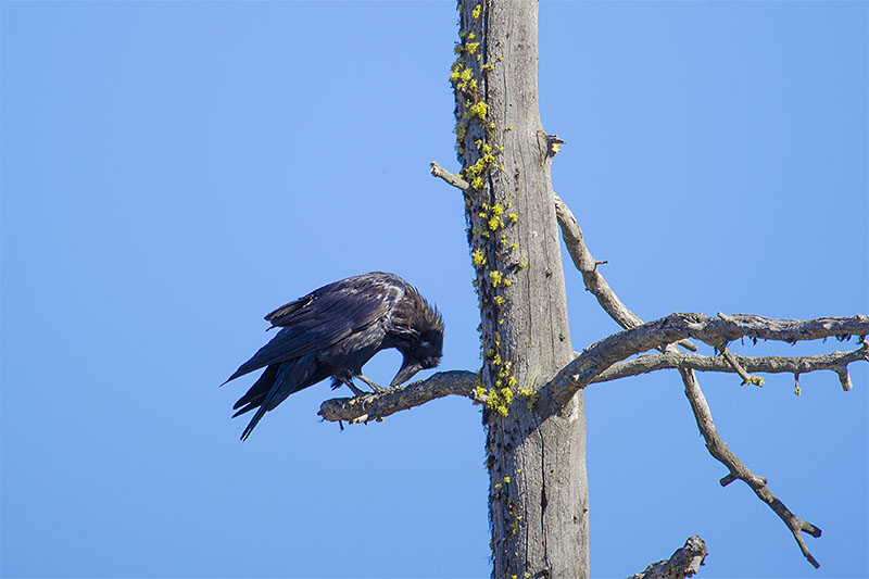 Rabe bei der Pediküre ;-)