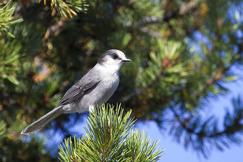 Grey Jay