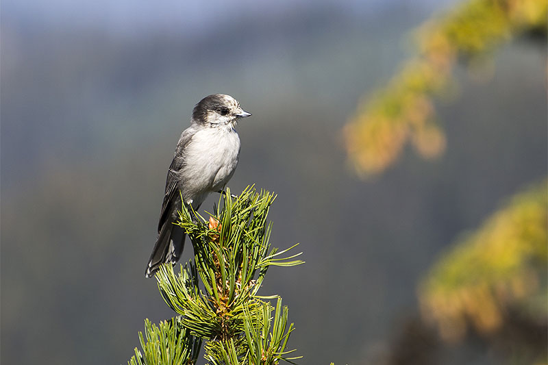 Grey Jay