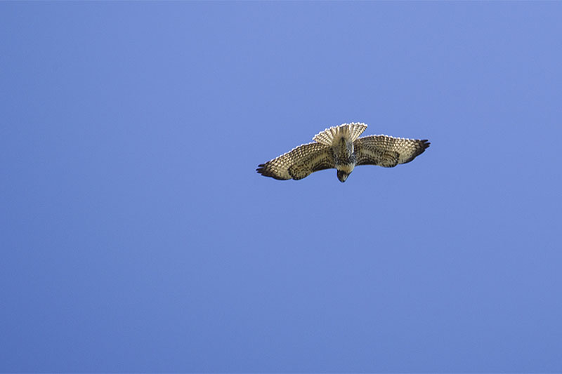 Bussard auf Nahrungssuche