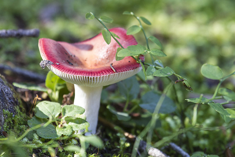 Der Wald ist voll mit Pilzen ...