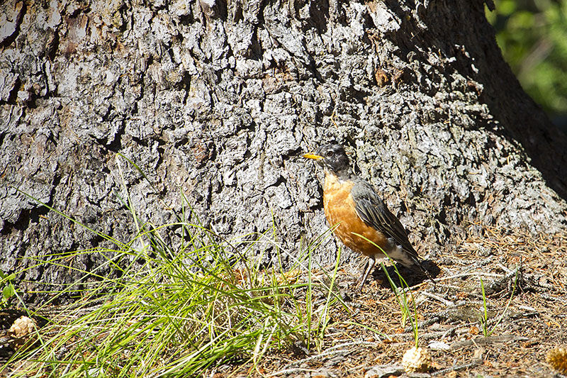 Wanderdrossel (Turdus migratorius) [American Robin]