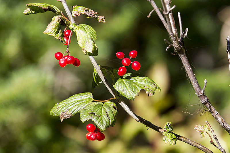 ... natürlich gab es nur Beeren, aber keine Bären :-(