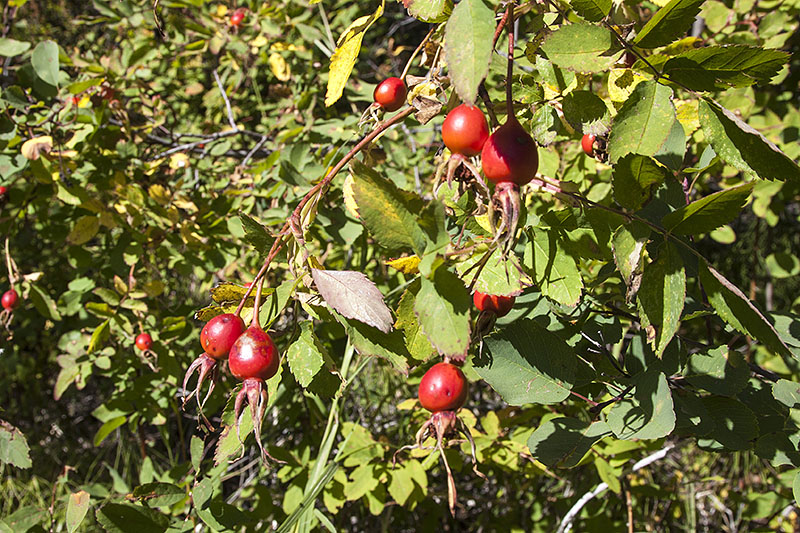 ... doch nur die Hagebutten "bedrohen" uns ;-)