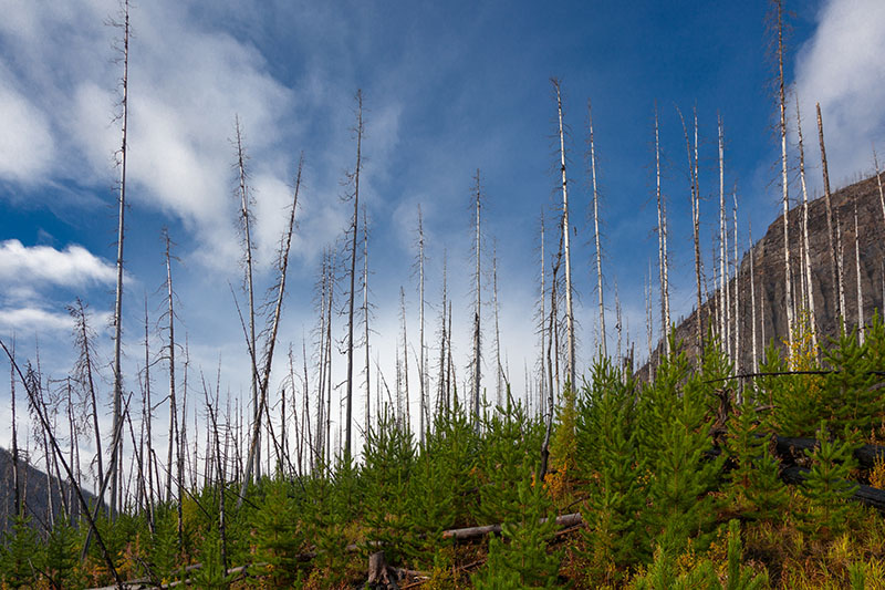 Abgestorbene Bäume und nachwachsendes Grün