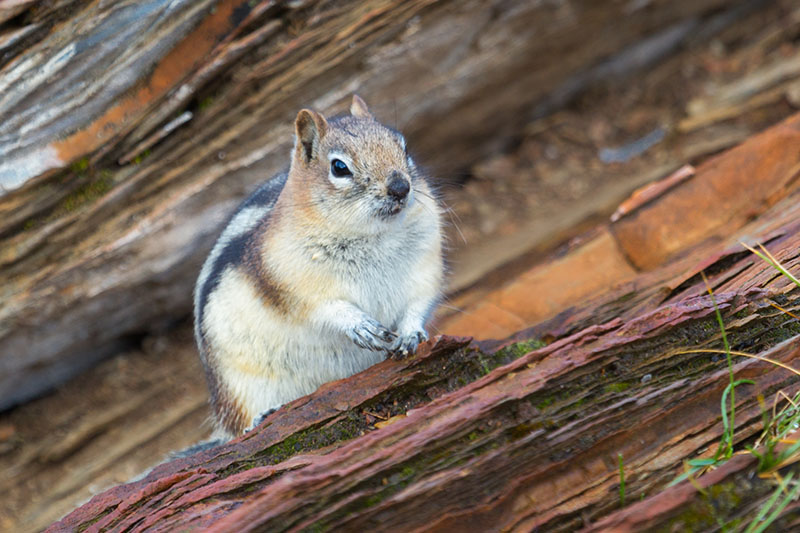 Dem Leibesumfang nach ...