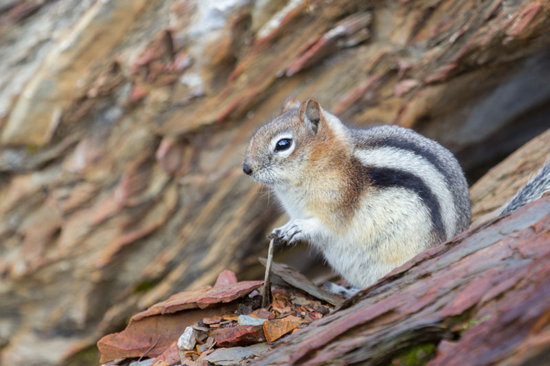 ... wird es wohl oft von Touristen gefüttert