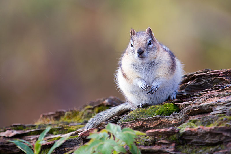 Neugieriges Hörnchen