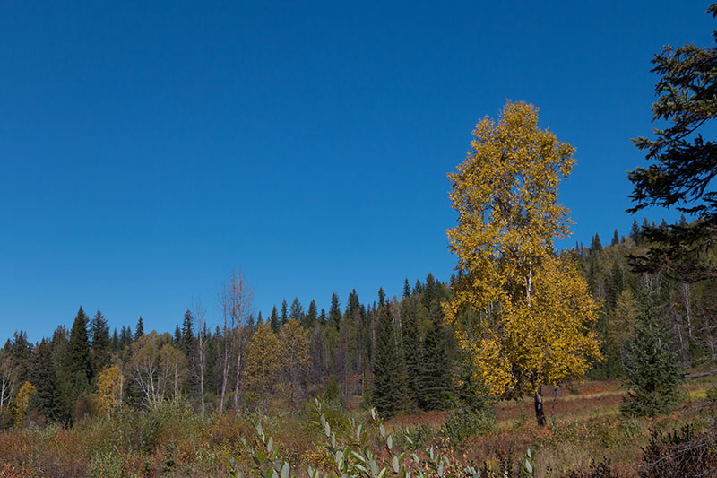 ... und über Wiesen ...