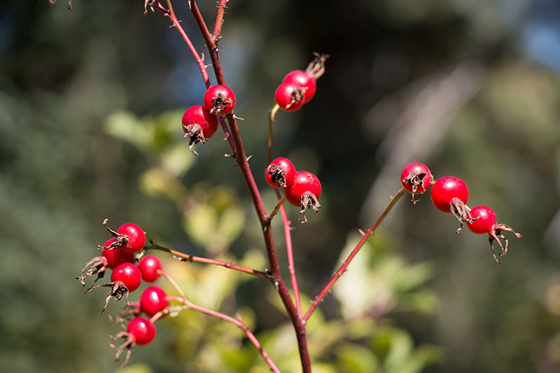 Leuchtende Beeren in der Sonne ...