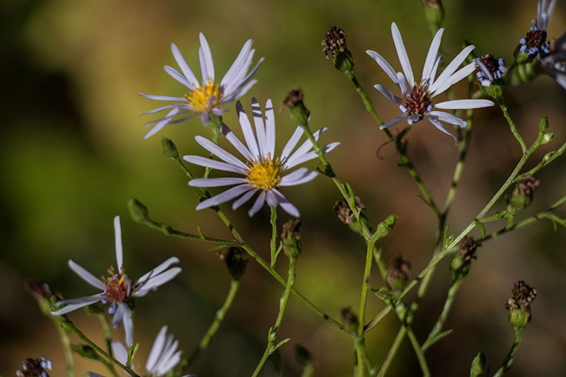 ... die Blumen ducken sich im Schatten