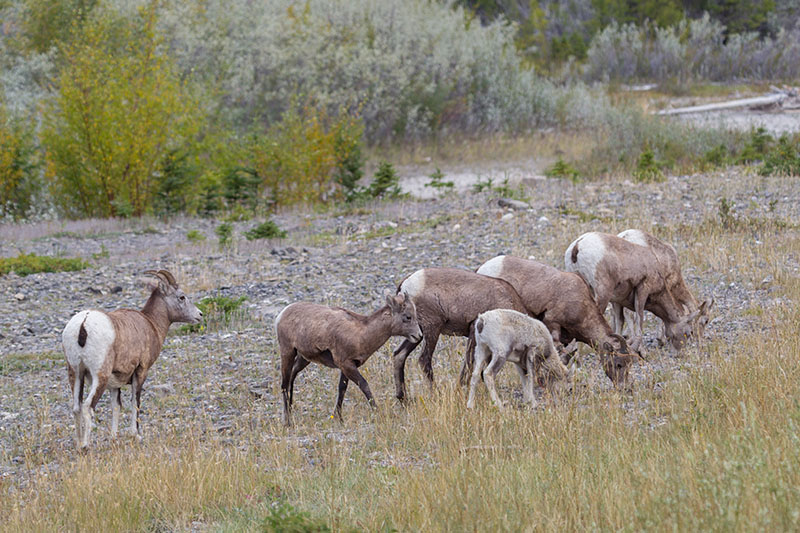 Auf dem Weg zum Moose Lake treffen wir auf Wildziegen
