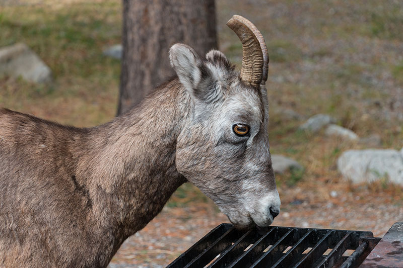 ... lecken die Ziegen die Grills sauber ;-)