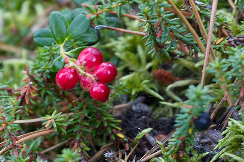 ... und reife Beeren