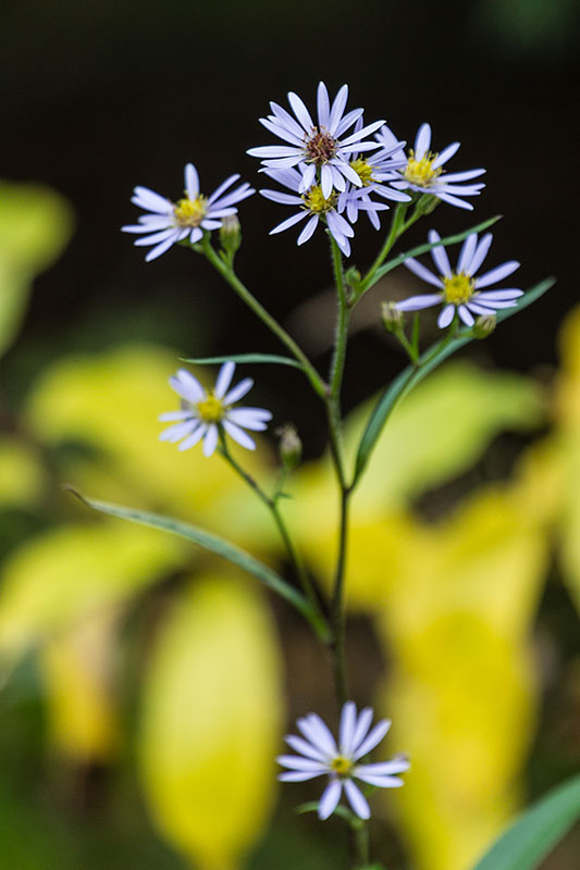 Die letzten Blüten zeigen ihre Pracht