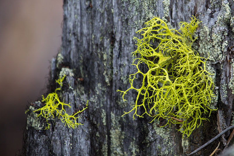 ... sind im Regenwald überall anzutreffen