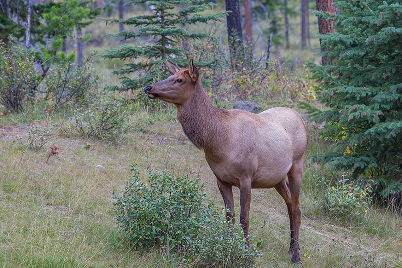 Ich rieche Touristen ;-)