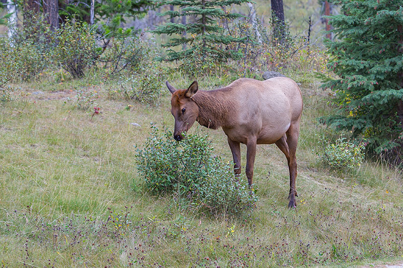 Hirschkuh beim Äsen