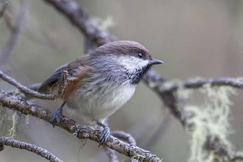 Ein Black Chapped Chickadee