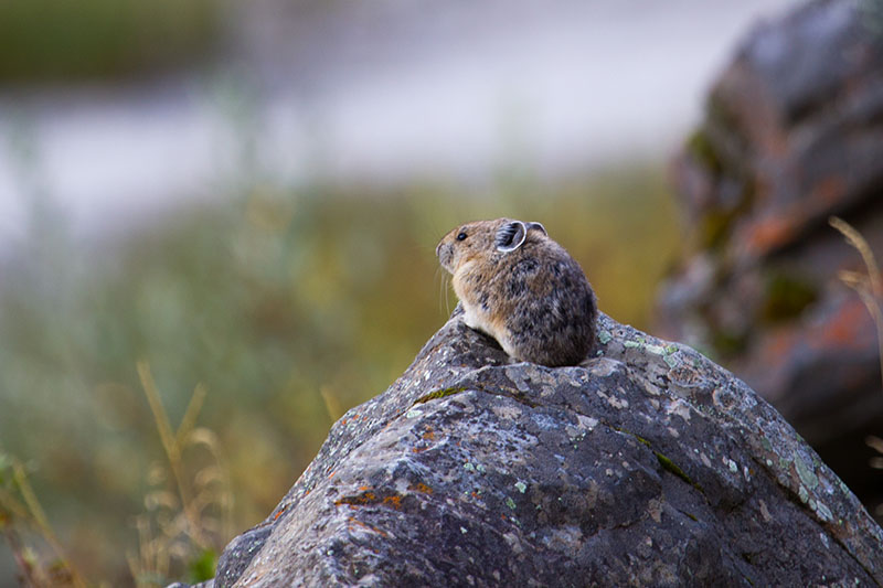 Auch die Tierwelt kommt nicht zu kurz ...