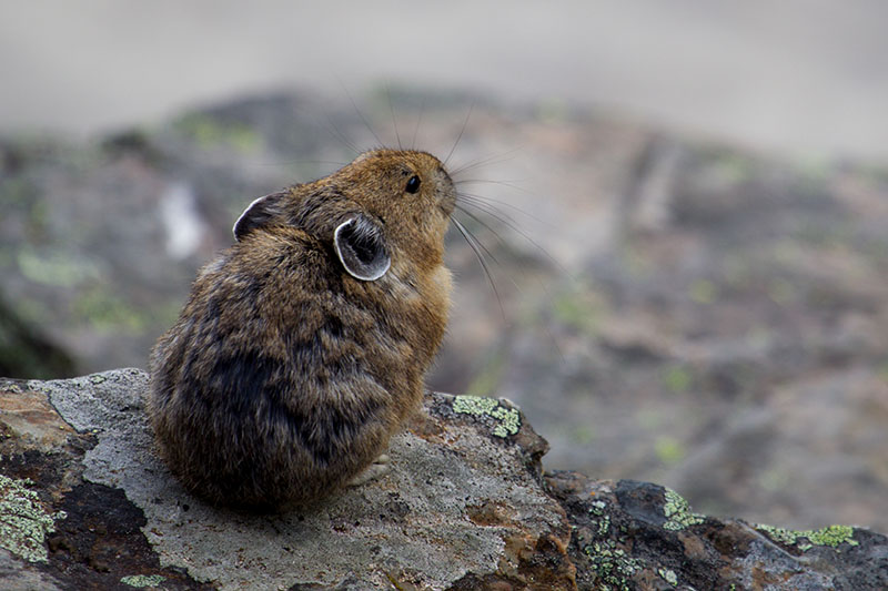 ... Pfeifhasen wuseln herum ...