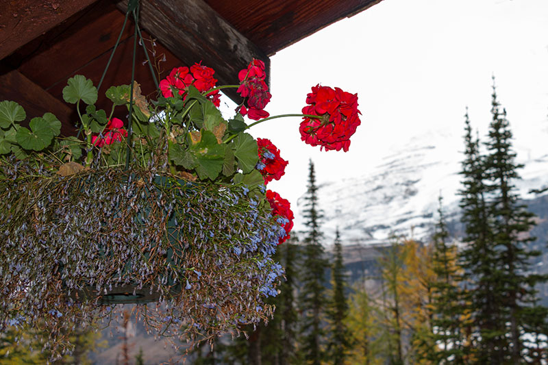 ... rasten wir im Teahouse