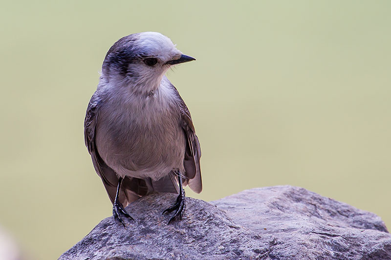 Ein Grey Jay