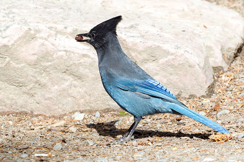 Hier hat er eine Rosine