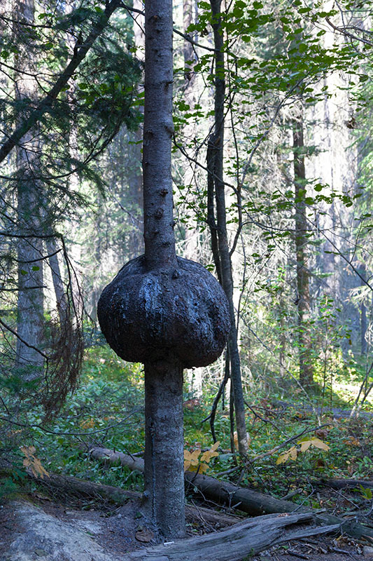 ... gibt es auch große "Beeren" ;-)