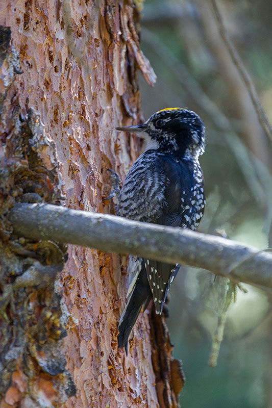 Specht beim Hämmern