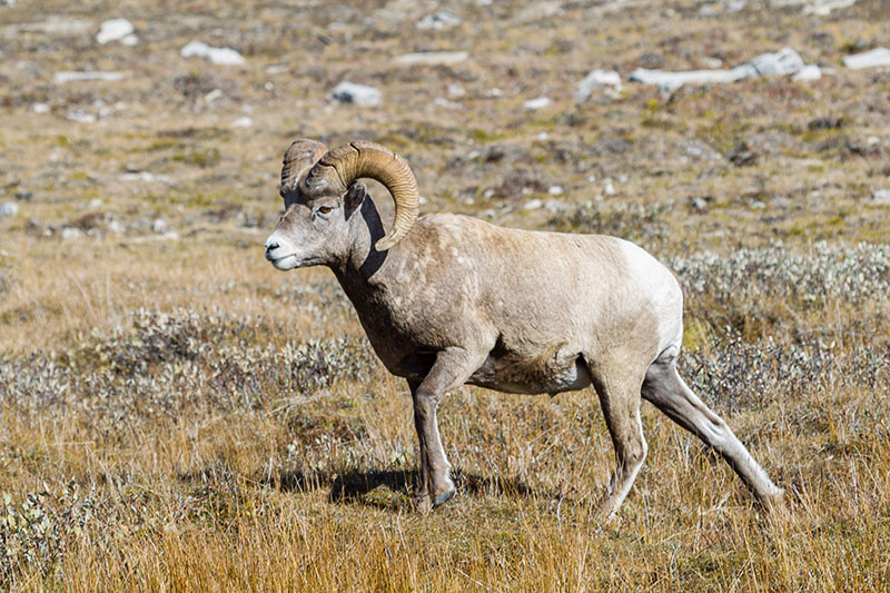 Ein kapitaler Bursche