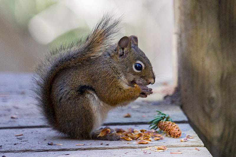 Ein zutrauliches Eichhörnchen
