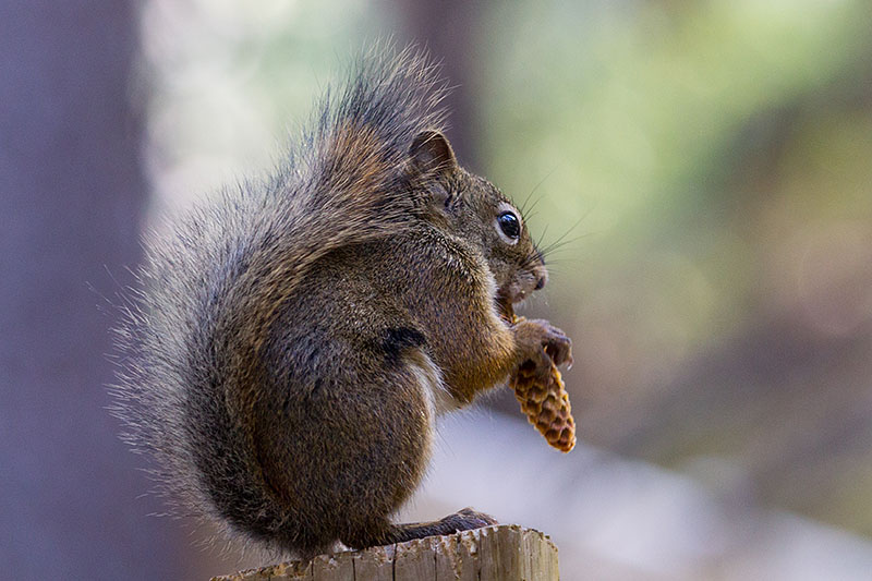 Der Herbst kommt, jetzt muss man viel Fressen und Horten