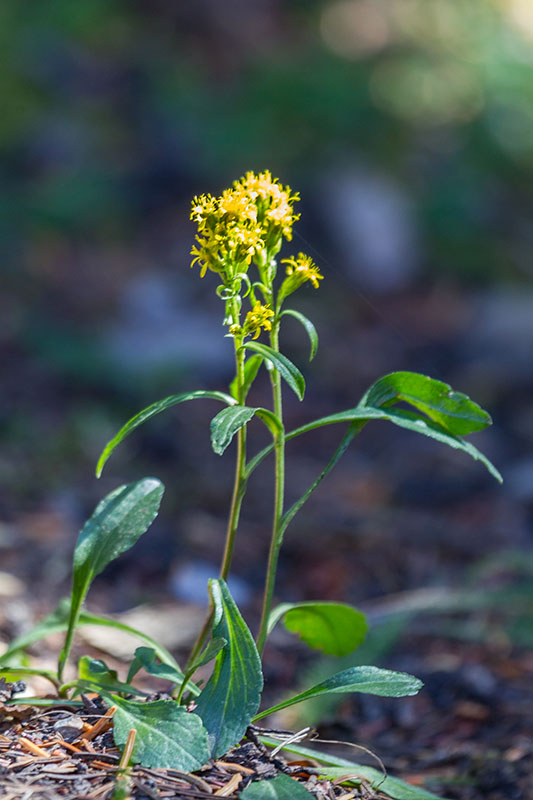 Blümchen gibt es auch