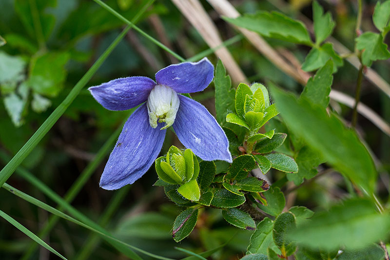 Blume am Wegesrand