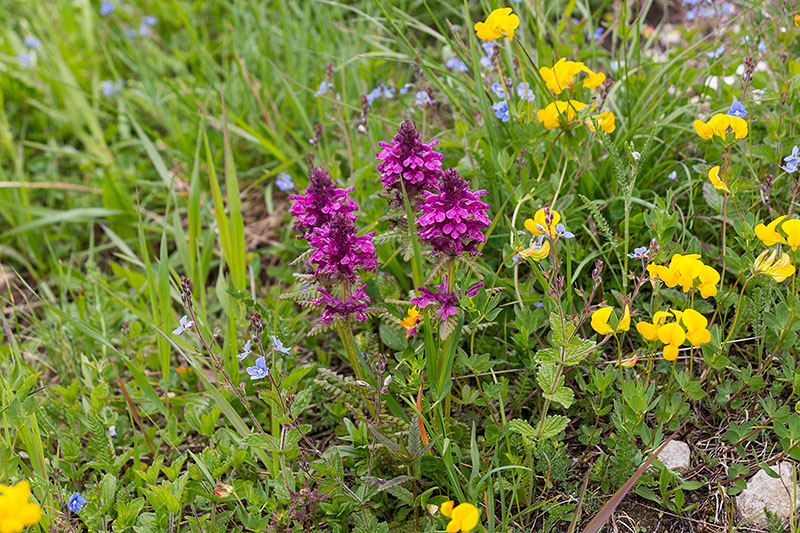 Bunte Flora