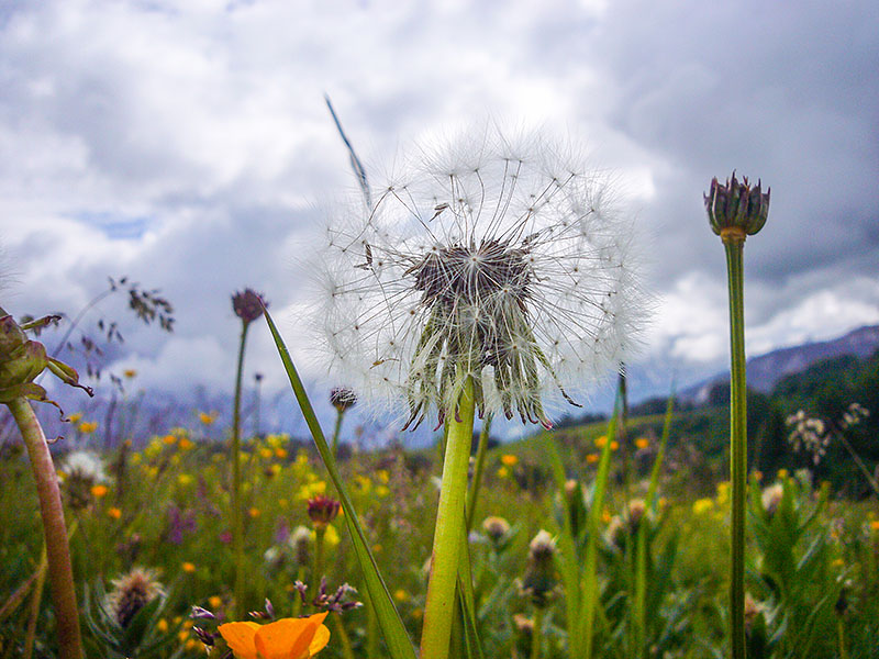 Pusteblume