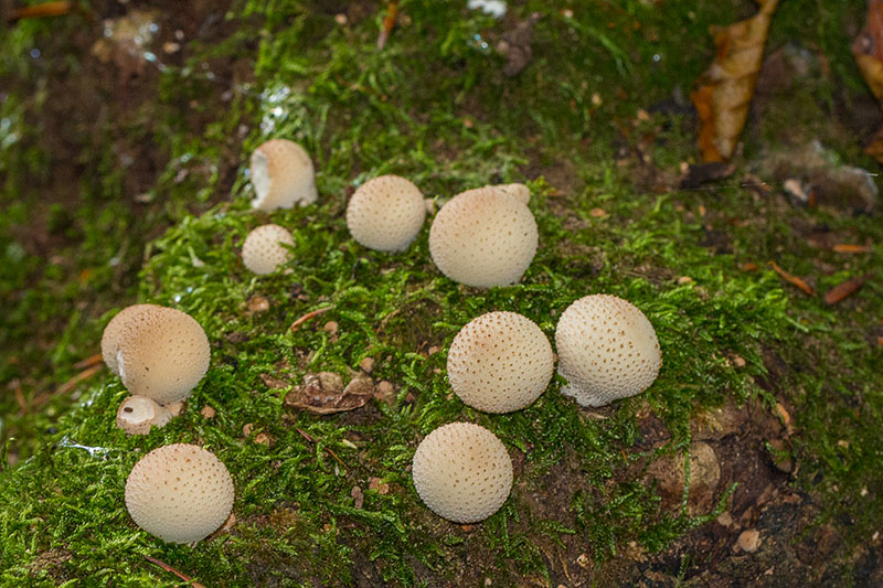 Stachelige Flaschenboviste