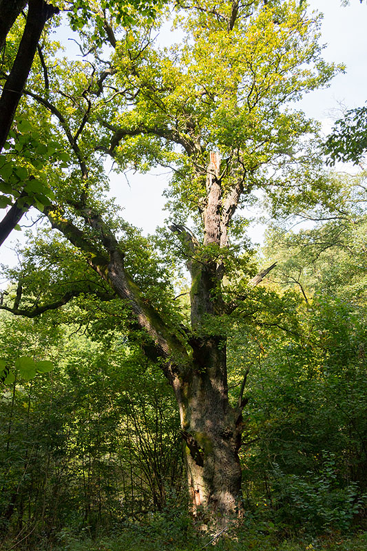 ... und das ist der alte Baum