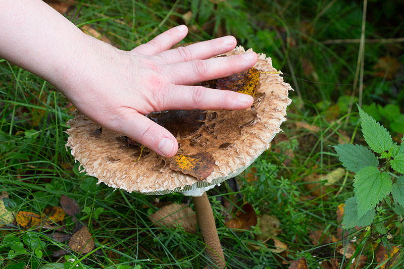 Größer als eine Handfläche