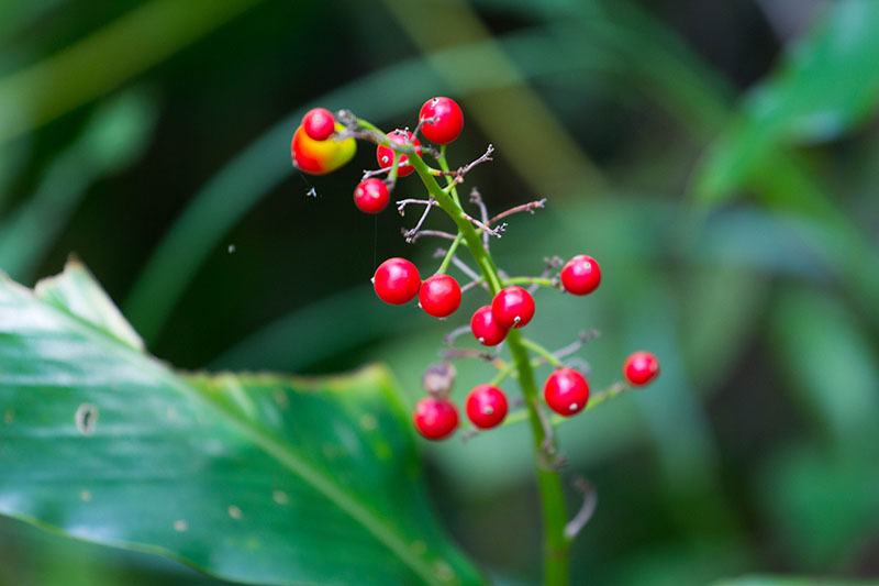 Rote Beeren leuchten zwischen dem üppigen Grün