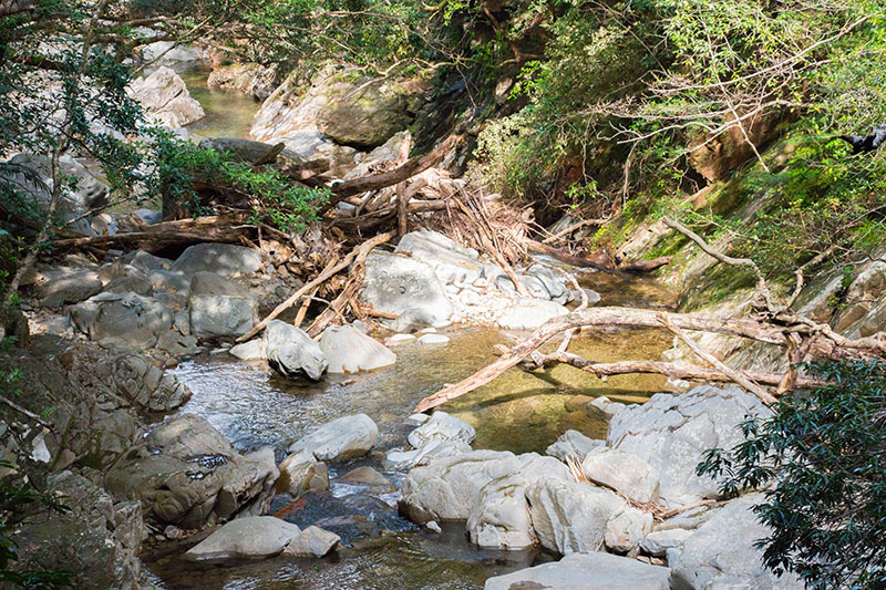 Vom Hochwasser angesammelte Baumreste