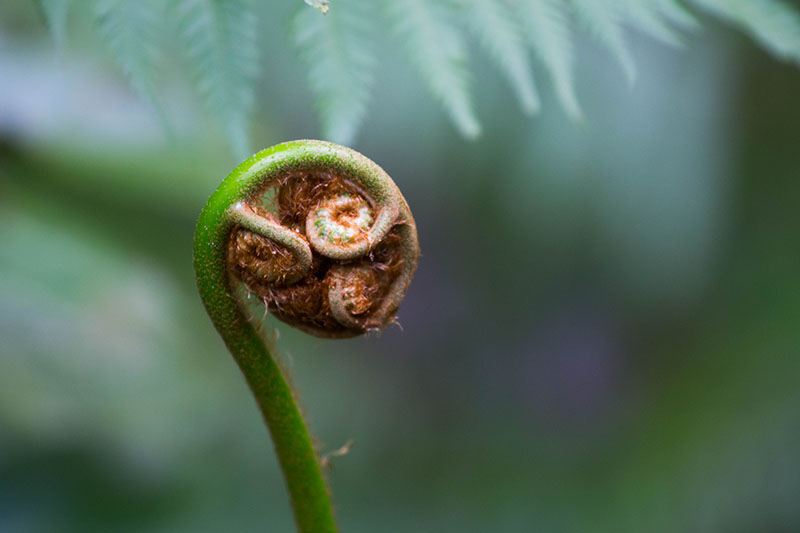 Ein Farnblatt kurz vor dem Aufrollen