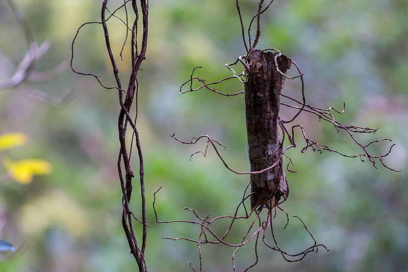 Ein Stück Ast hat sich verfangen
