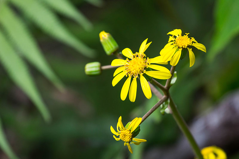 ... die sich auf unserem Weg ...