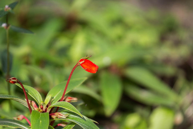 Leuchtendes, fast blendendes Rot